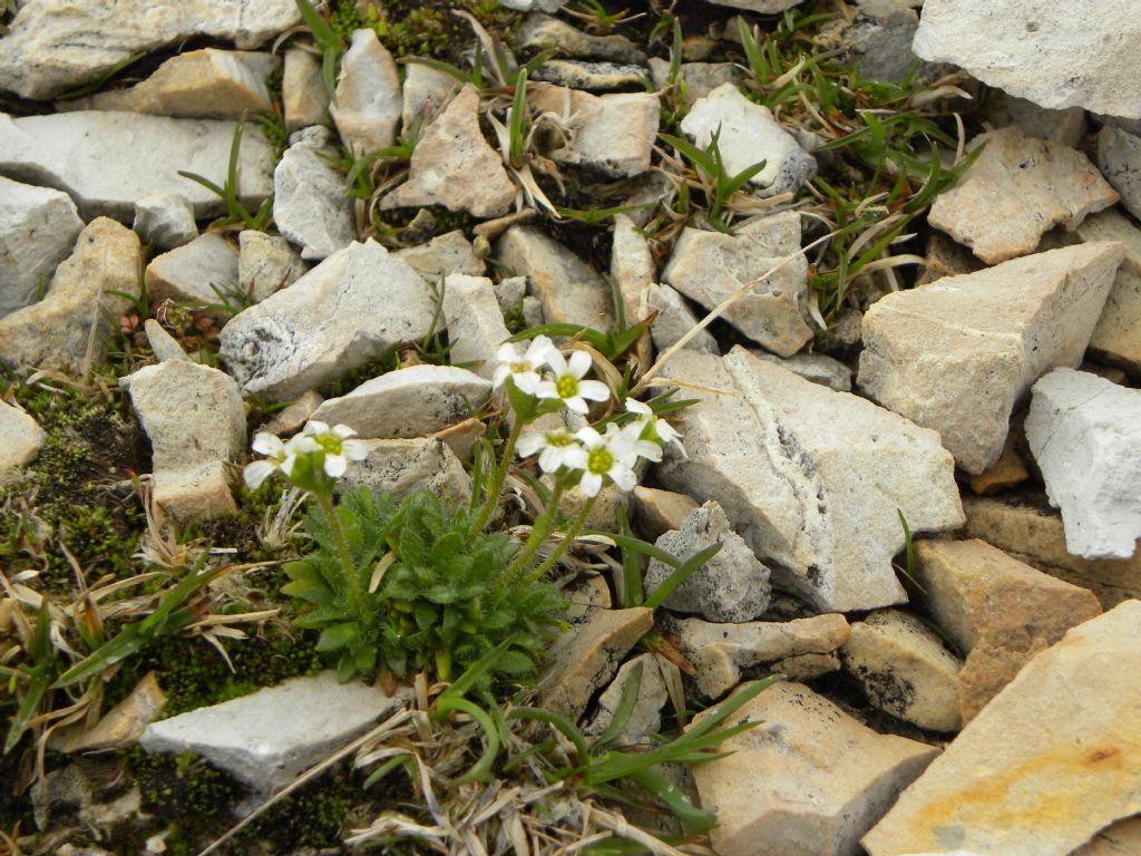 Saxifraga androsacea